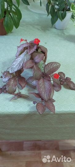 Комнатные цветы