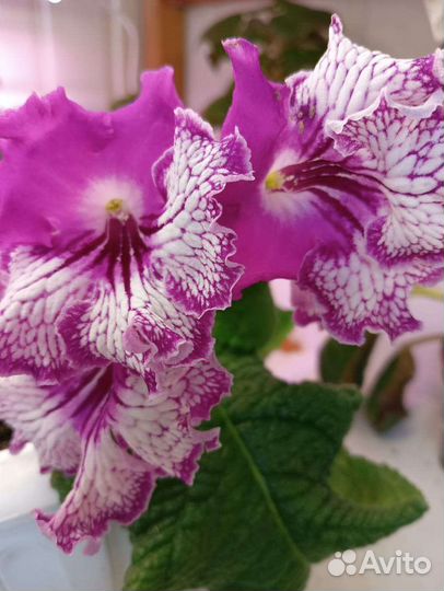 Стрептокарпусы детки и цветущие взрослые