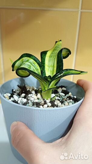 Сансевиерия Кёрли Спираль Стар