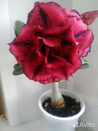 Адениум Thousand Lotus