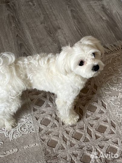 Мальтийская болонка вязка