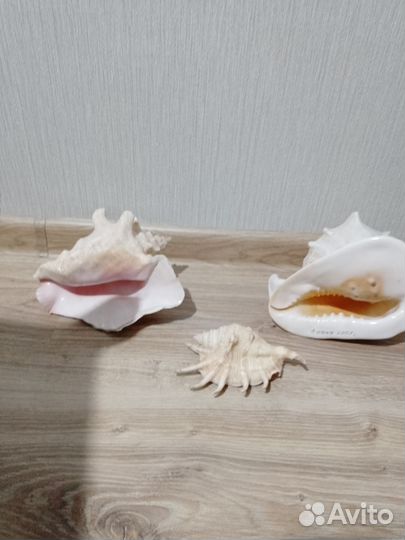 Ракушки большие по 600,средняя 400