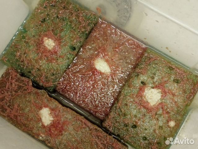 Живой корм для аквариумных рыбок купить в Лесном Городке | Животные и ...