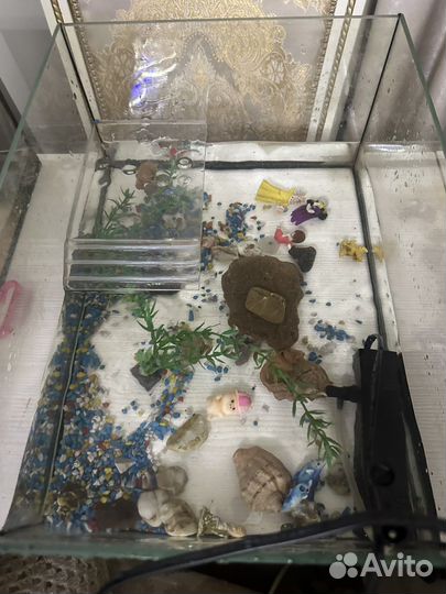 Черепаха с аквариумом