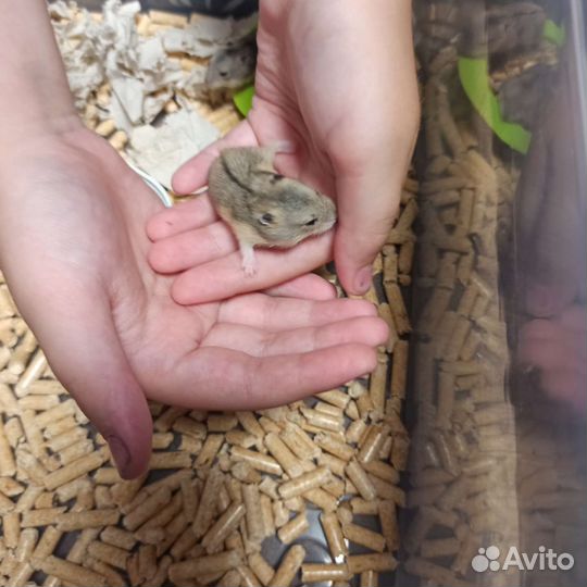 Джунгарский хомяк