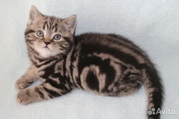 Продам Шотландских котят
