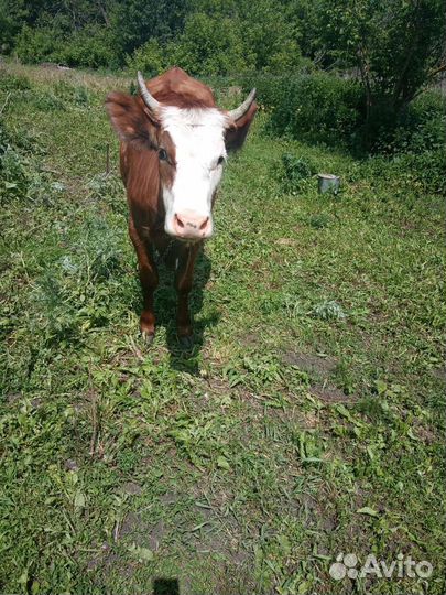 Продам телку