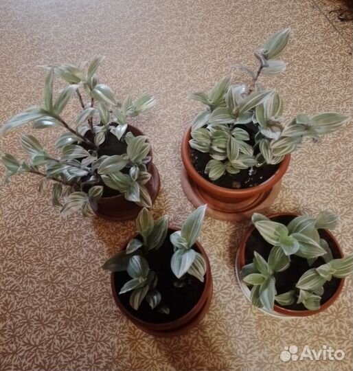 Комнатные цветы