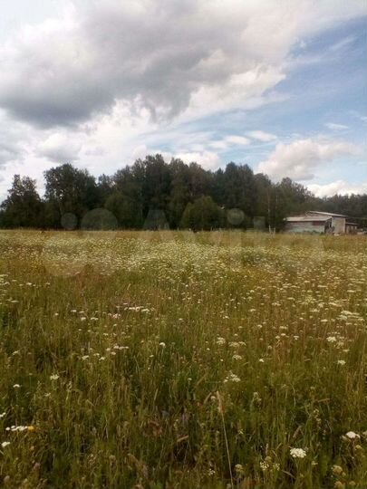 Участок 50 сот. (ИЖС)