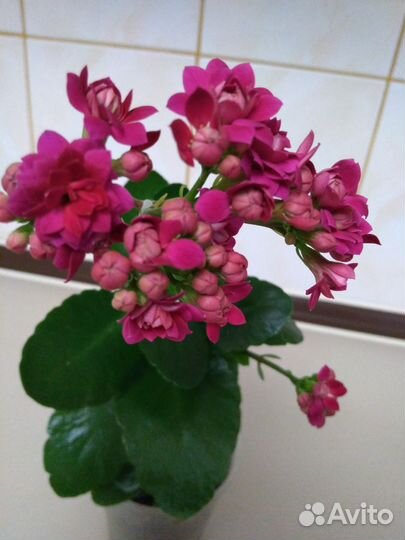 Каланхое Каландива