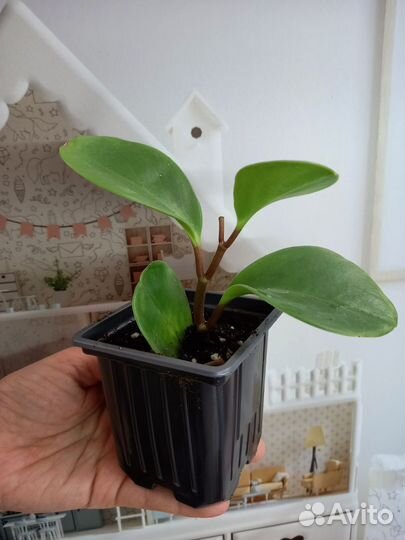 Комнатные растения,Хирита,пеперомия, рэо, гибискус