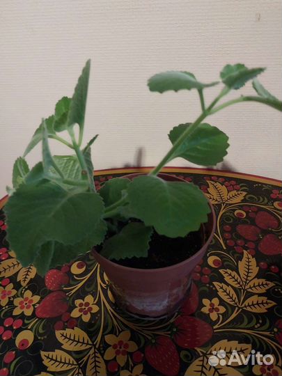 Комнатная мята