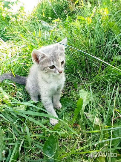 Котята в хорошие руки