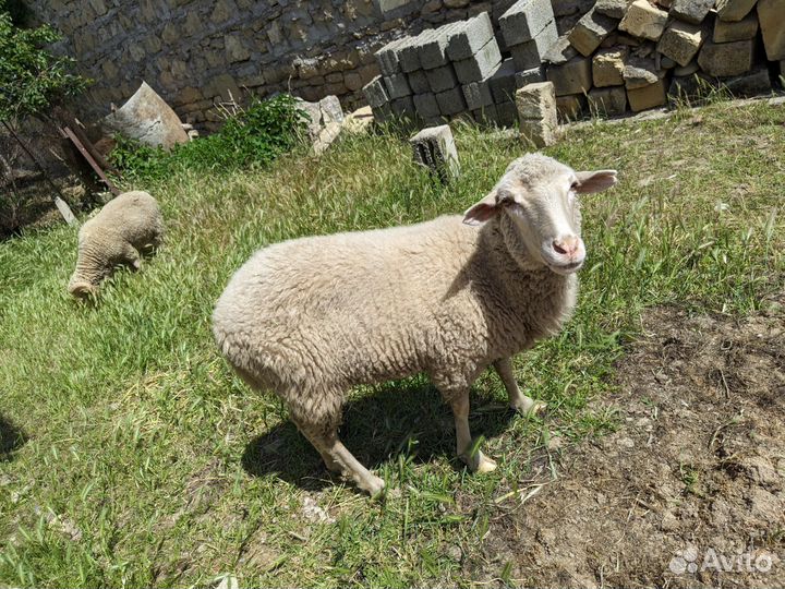 Овцы бараны