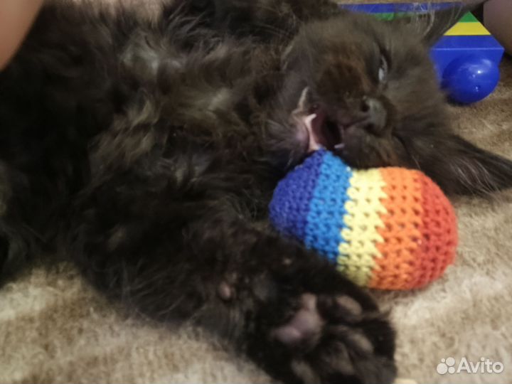 Котёнок Мейн-кун