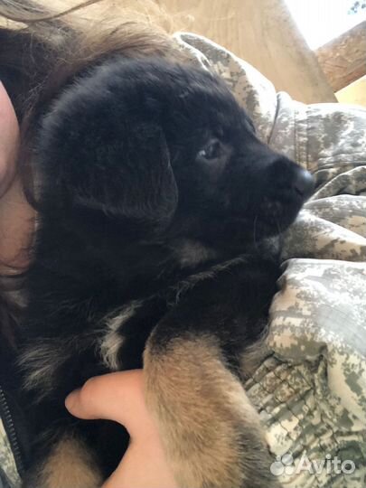 Немецкая овчарка