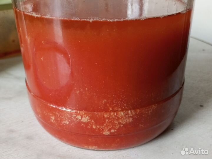 Винный гриб