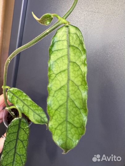 Хойя Вилоза