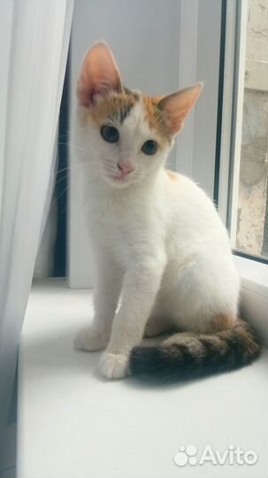 Кареглазое рыжее чудо, турецкий ван