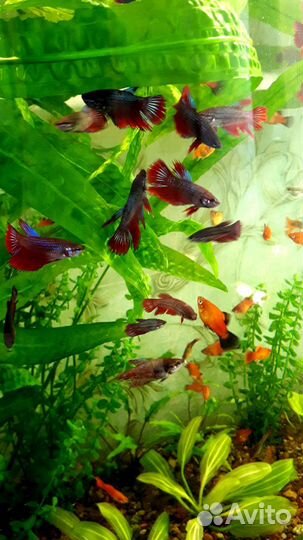 Аквариумные рыбки