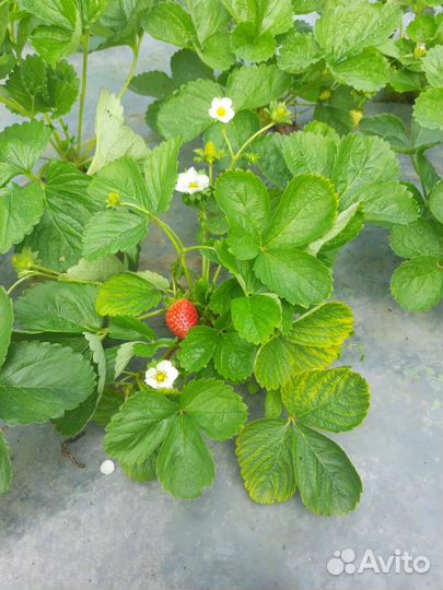 Клубника ремонтантная рассада