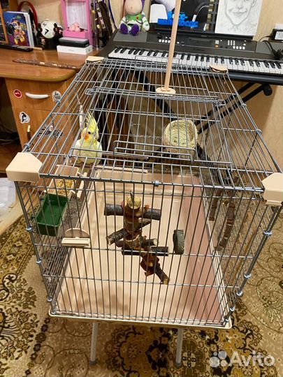 Попугай с клеткой