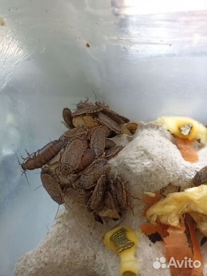 Мраморные тараканы