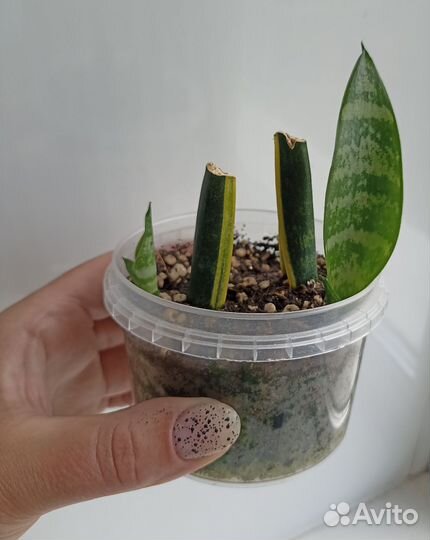 Сансевиерия