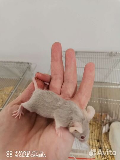 Декоративные мыши сатиновые