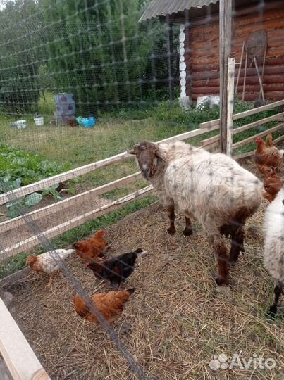 Баран курдючный