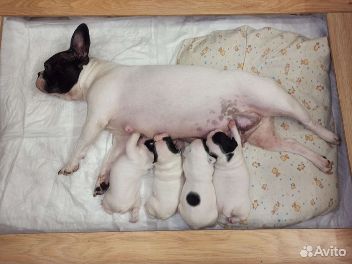 Французский бульдог щенки чёрно-белые