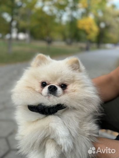 Померанский шпиц вязка