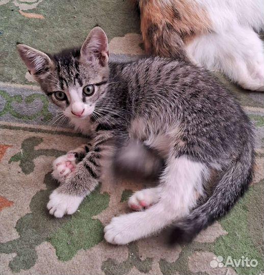 Котик (в роду был мейнкун)