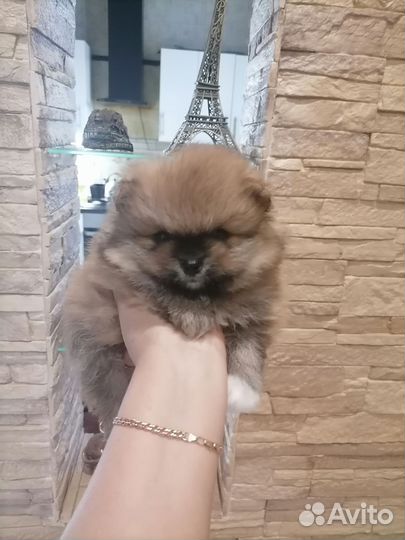 Померанский шпиц