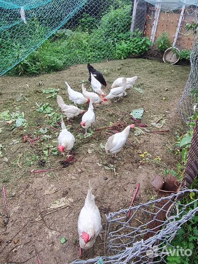 Куры несушки продам