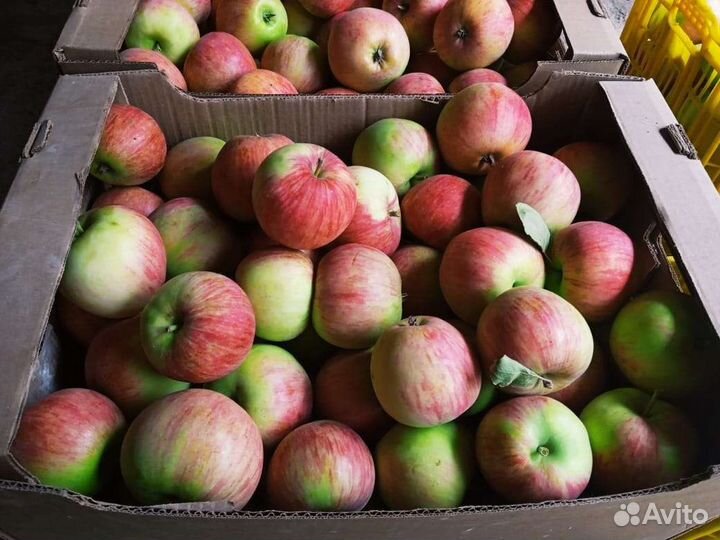 Яблоки