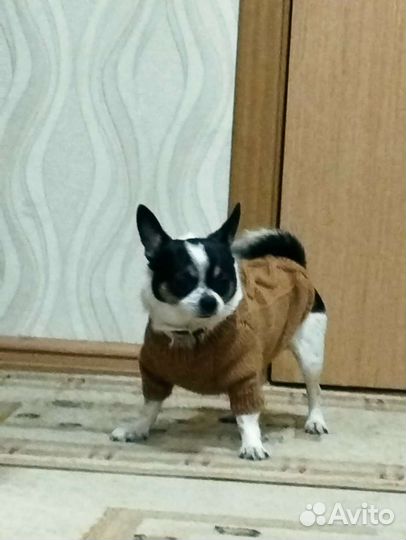 Одежда для маленьких собак