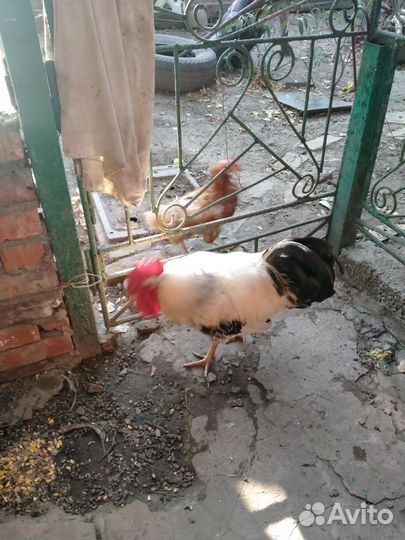 Бойцовые петухи