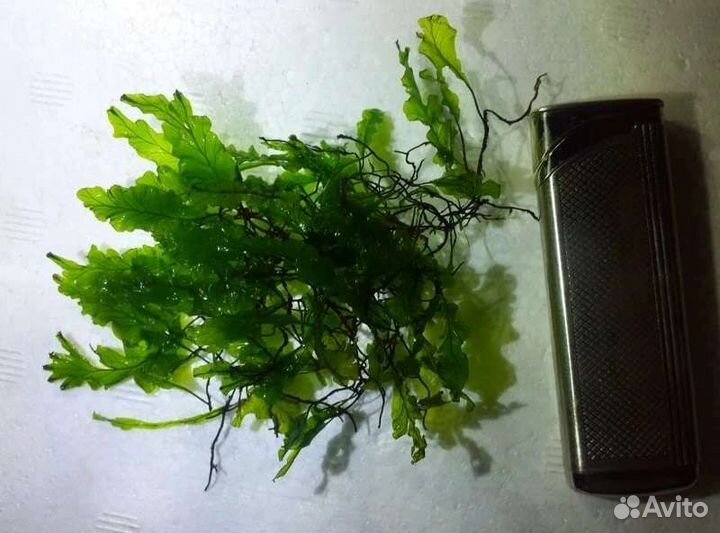 Растения для аквариума