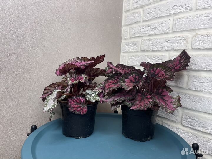 Бегония рекс комнатные цветы