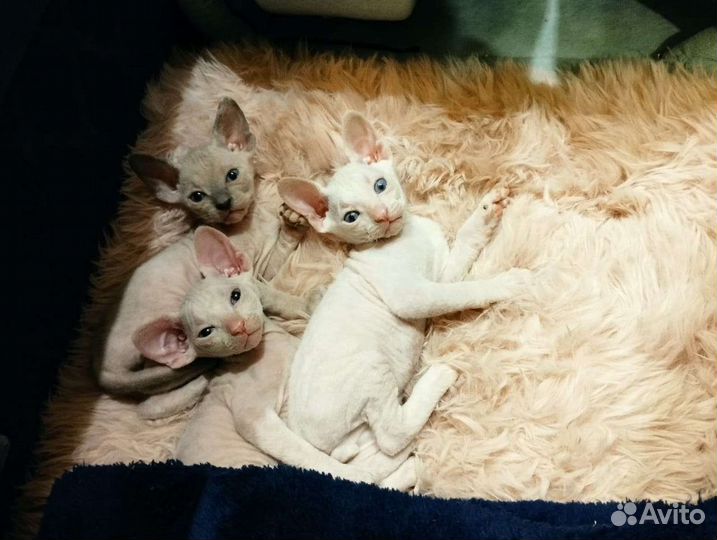 Котята сфинкс