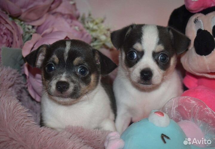Щенки чихуахуа