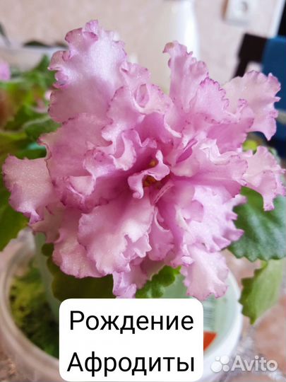 Фиалка сортовая (листики укорененные)