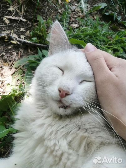 Турецкая ангора