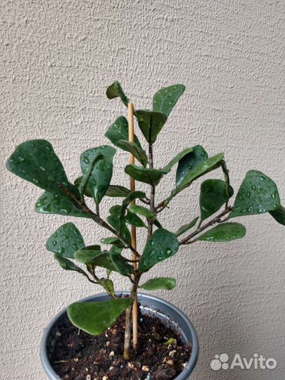 Фикус Треугольный мини