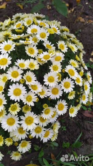 Хризантемы мультифлора