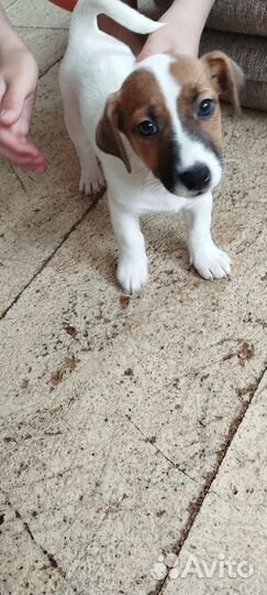 Джек Рассел терьер