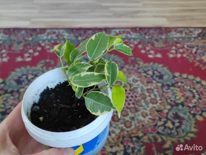 Фикус бенджамина