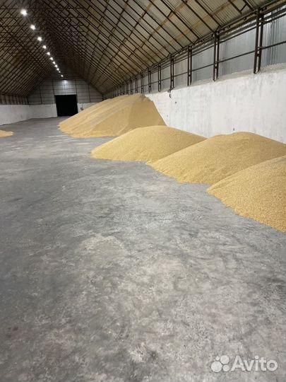 Кукуруза зерно