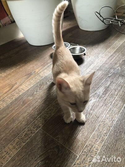 Котенок кажется мальчик